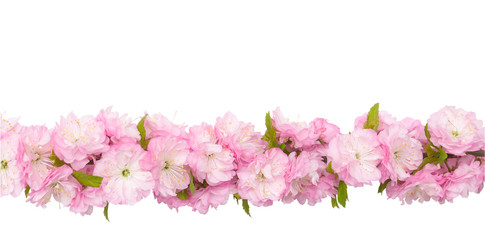 Fototapeta na wymiar Isolated spring flowers. Pink almond flowers on branch with green leaves isolated on white background with clipping path. Horizontal, close up