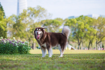 Fototapeta premium Alaskan dog on the grass in the park