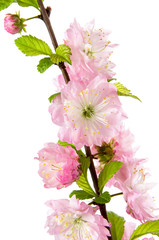 Branch of flowering almond tree with pink flowers and green leaves isolated on white background