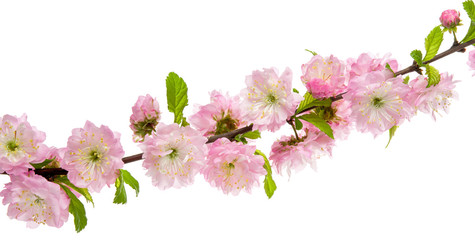 Naklejka na ściany i meble Spring pink flowers almond tree in bloom on branch with green leaves isolated on white background