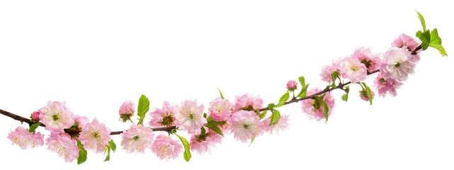 Pink flowers blooming almond tree on branch with green leaves isolated on white background