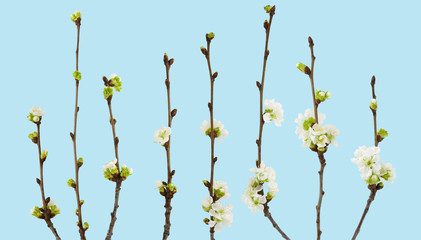 Isolated cherry flowers on the branch. Cherry branch with flowers and buds isolated on blue background with clipping path