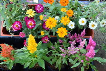 Various colourful tiny flowers on small plots
