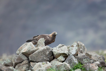 Golden eagle at Madzharovo, Rhodope mountains, Bulgaria.