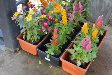 Various colourful tiny flowers on small plots