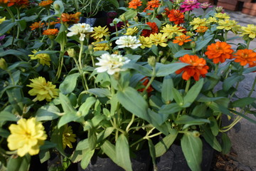 Obraz premium Various colourful tiny flowers on small plots
