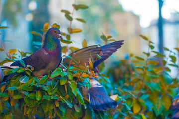 Pigeons in the Tourists destination Barcelona, Spain. Barcelona is known as an Artistic city located in the east coast of Spain..