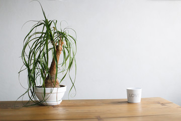 Beaucarnea (Nolina) in a white pot on table