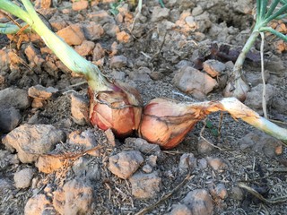 Homemade vegetable gardening
