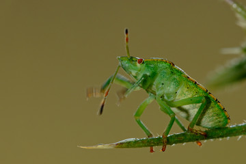 Grüne Stinkwanze Palomena prasina