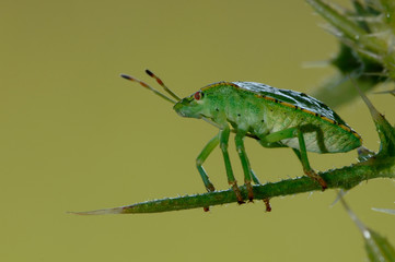 Grüne Stinkwanze Palomena prasina