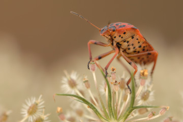 Streifenwanze Graphosoma lineatum
