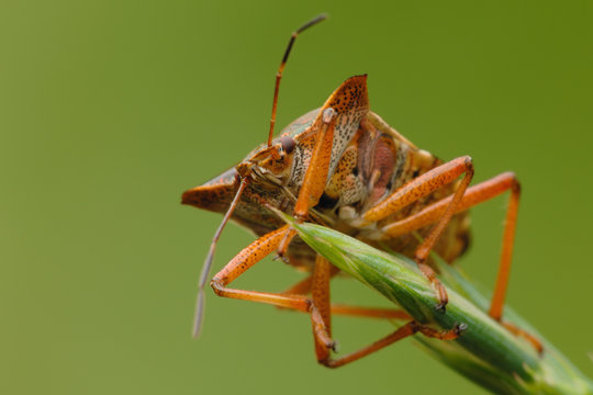 Rotbeinige Baumwanze Pentatoma rufipes