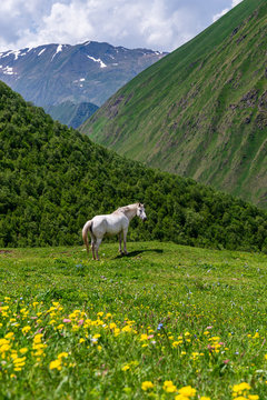 Kazbegi Horse