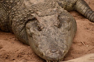 close up of a crocodile