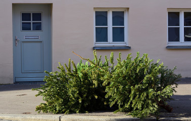 Fototapeta na wymiar Old, thrown away, used and used Christmas trees lie in front of a house with old windows and a door, and wait on the ground for collection and disposal