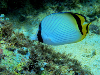 The amazing and mysterious underwater world of Indonesia, North Sulawesi, Manado, coral fish