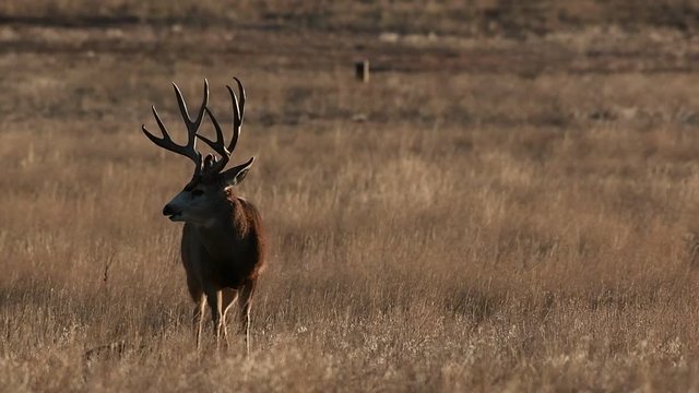 A Large Mule Deer Buck Eating in a Farm Field on a Fall Morning