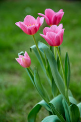 Pink tulips in garden background