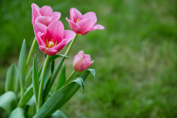 Pink tulips in garden background