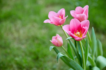 Pink tulips in garden background