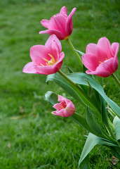 Pink tulips in garden background