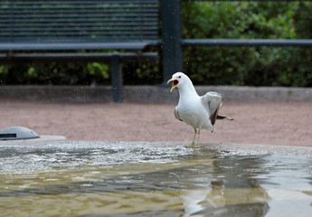 A common gull standing in a fountain and washing itself in summer