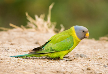 Plum headed parakeet perched on a branch