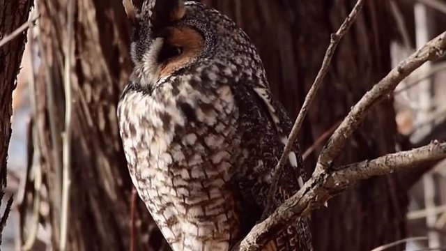 A Long Eared Owl Coughing up an Owl Pellet (Close Up)