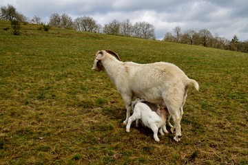 Fototapeta premium goat with drinking babies