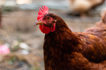 Hen in biofarm on a blurry background