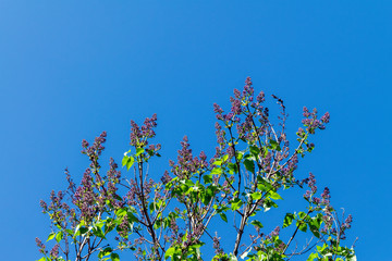 Lilac branches against the blue spring sky.
