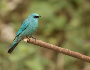 Blue Verditer flycatcher perched on a branch