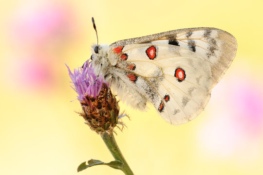 Apollofalter Parnassius apollo vinningensis