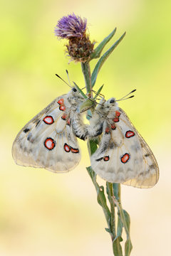 Apollofalter Parnassius apollo vinningensis