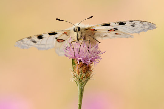 Apollofalter Parnassius apollo vinningensis