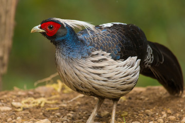 Khalij pheasant feeding on seeds
