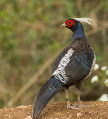 Khalij pheasant feeding on seeds