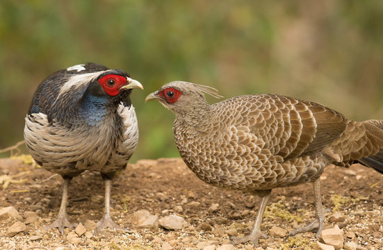 Khalij pheasant male and female feeding on seeds