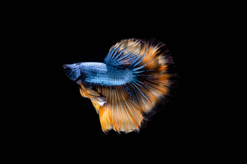 The Moving Moment of Blue Grey Gold Metallic Half Moon Betta Splendens or Siamese Fighting Fish on Black Background