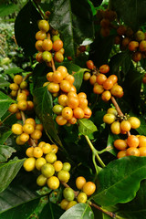 Coffee beans ripening on a tree