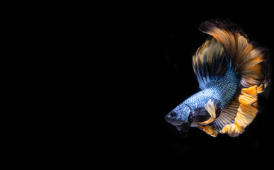 Fototapeta na wymiar The Moving Moment of Blue Grey Gold Metallic Half Moon Betta Splendens or Siamese Fighting Fish on Black Background