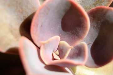 succulent flower macro close up