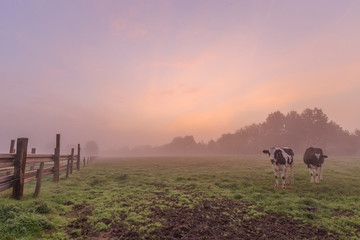 A few cows in the pasture the Flemish fields during an atmospheric foggy morning in Menen