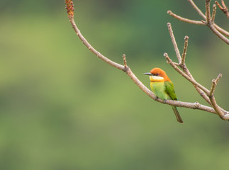Green bee eater, sattal, Uttarakhand