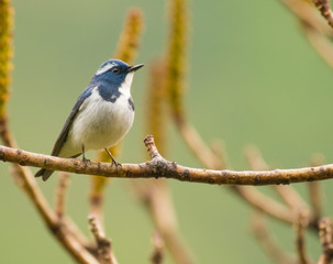 Flycatcher perched on a branch