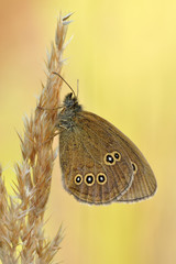 Brauner Waldvogel Aphantopus hyperantus