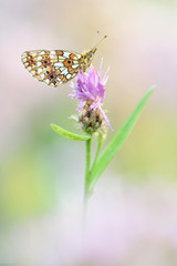 Braunfleckiger Perlmutterfalter Boloria selene