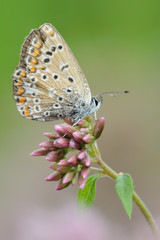 Fototapeta na wymiar Gemeiner-Blauling Polyommatus icarus
