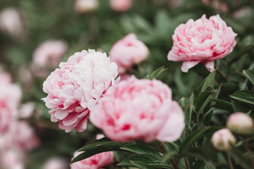 Huge peony. Close-up of flowers pink peonies. Peonies close-up. Beautiful peony flower for catalog or online store. Floral shop concept. Shallow depth of field. Pink peony flower field. 